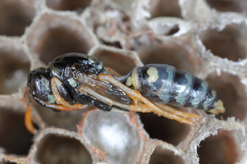 Detailed macro shot of european paper wasp (Polistes dominula). The pupa removed from the nest cell.