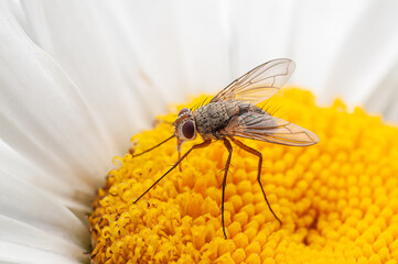 Prosena siberita fly on a yellow flower with white petals in soft focus and bokeh background.