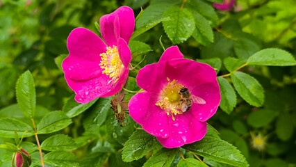 Obraz premium colorful blooming bushes of roses in the park