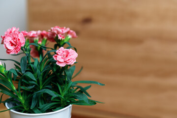 Carnation pink home flower in a pot close-up on wooden background.