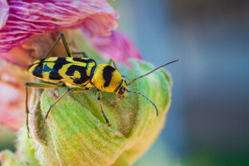 The beetle Chlorophorus varius is perched on a flower with bright yellow and black markings on its body