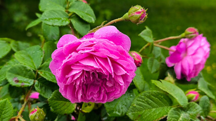 colorful blooming bushes of roses in the park