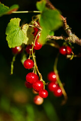 Branch of ripe red currant in a home garden
