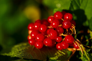 Branch of ripe red currant in a home garden