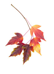 Autumn or summer leaves. Twig with red-yellow ash leaves on white isolated background. Design element