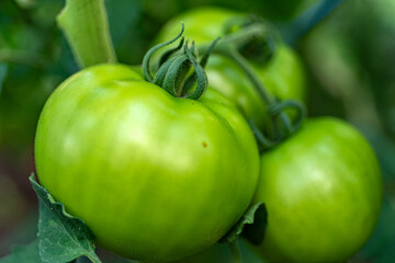 view of green tomatoes in a film greenhouse, vegetarian diet, healthy self-grown food