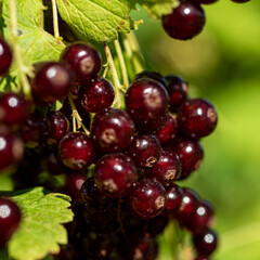 black currant berries, berry picking time, juicy berries, vegetarian diet