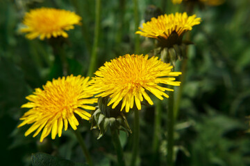 meadow with blooming dandelions