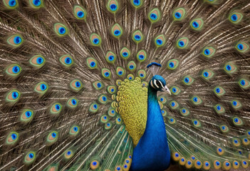 Obraz premium A playful budgerigar chirping happily in its cage. 