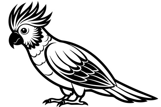 black and white cockatoo bird standing clip art preview