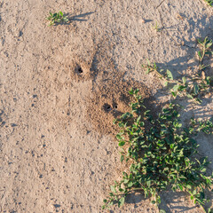 Ant hole in the ground by the road.