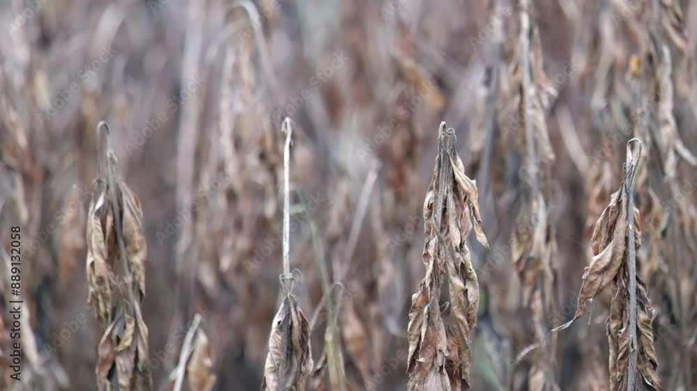 Poster abstract shapes, patterns and textures of a group of swaying dry grass. brown dry grass. abstract ob