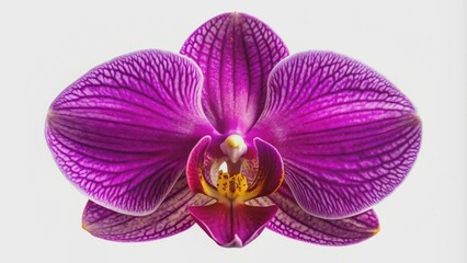 Fototapeta premium Vibrant purple orchid flower with delicate petals and yellower center, perfectly isolated on a transparent background, showcasing elegance.