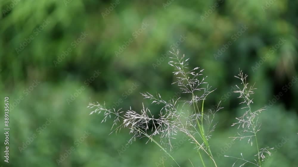 Poster grass swaying in the wind. grass with bokeh background