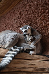mom lemur with child