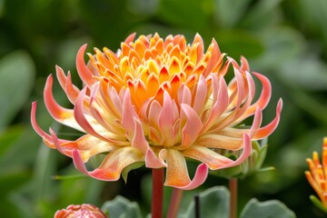Fototapeta premium Bright yellow-orange tulip flower isolated on beige background.. Beautiful simple AI generated image in 4K, unique.