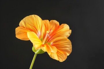 Beautiful yellow-red tulip flower in nature.. Beautiful simple AI generated image in 4K, unique.