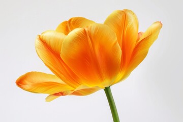 Bright yellow-orange tulip flower  isolated on beige background.. Beautiful simple AI generated image in 4K, unique.