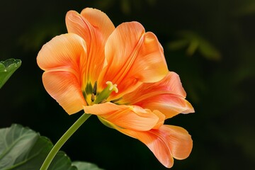 Fototapeta premium Bright yellow-orange tulip flower isolated on beige background.. Beautiful simple AI generated image in 4K, unique.