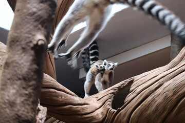 mom lemur with child © Magnus