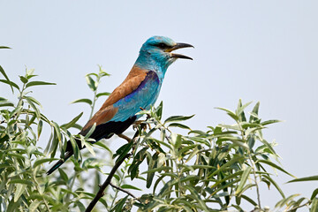Blauracke // European roller (Coracias garrulus) - Körös-Maros-Nationalpark , Ungarn
