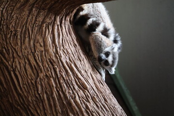 close up of a lemur sleeping © Magnus