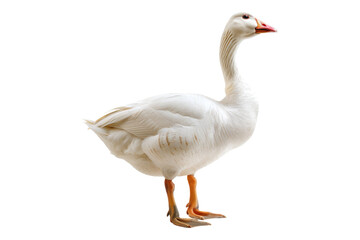 White domestic goose isolated on transparent background