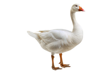White domestic goose isolated on transparent background