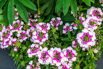 garden flowerbed