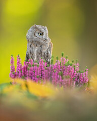 Eurasian scops owl (Otus scops), also known as the European scops owl or just scops owl, is a small owl in the typical owl family Strigidae.