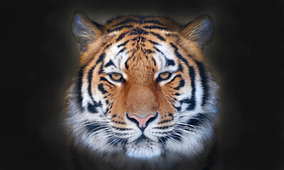 Fototapeta premium A large tiger's muzzle highlighted on a black background