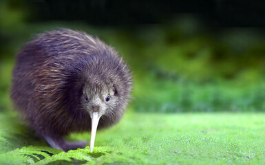 Kiwi is a bird standing among green ferns and grass