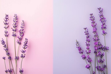 Obraz premium Beautifully arranged lavender flowers on a pink and purple background, perfect for text. Delicate blossoms add nature to a simple design. Calming aroma makes it ideal for wellness products
