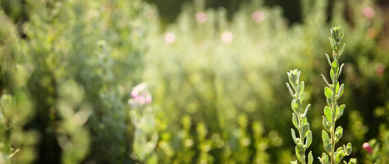 Obraz premium summertime in garden. Sun rays and plants