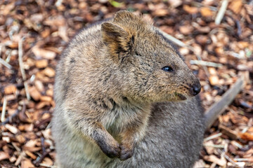 Quokka at zoo