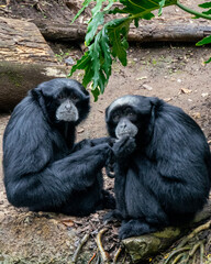 chimpanzees sitting and eating