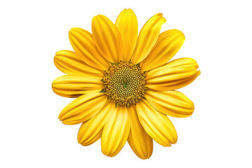 Yellow daisy flower isolated on transparent background