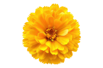 Yellow marigold flower isolated on transparent background
