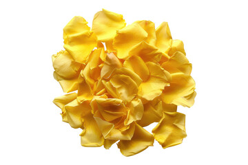 Yellow rose petal isolated on transparent background