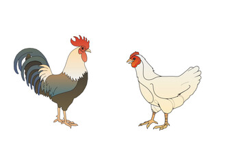 rooster and chicken