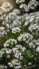 Close-up of petite white gypsophila flowers, highlighting their delicate beauty