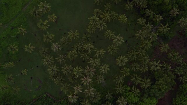 Aerial view of lush green rice fields at sunset with palm trees, Pantai Marosi, Sumba Island, Indonesia.
