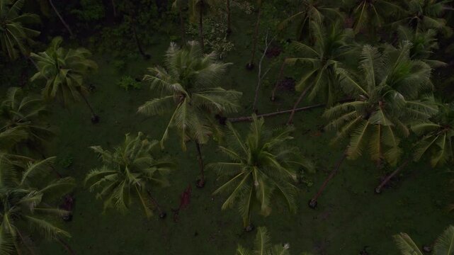 Aerial view of lush tropical forest with palm trees and foliage at sunset, Pantai Marosi, Sumba Island, Indonesia.