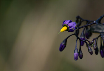 Morelle douce-amer
Solanum dulcamara