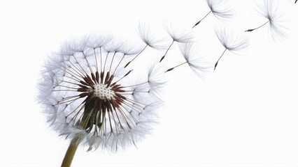 dandelion on a white background
