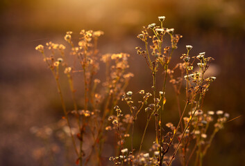 Wschód słońca na letniej łące, tapeta, dekoracja.