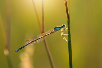 Mała ważka w kroplach rosy o wschodzie słońca na łące. © mycatherina