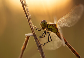 Ważka Szablak krwisty, zbliżenie, wschód słońca. © mycatherina