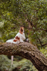 beautiful dog papillon puppy with big ears poses and looks into the camera and away in nature on the background of greenery in the park garden, among the trees old ruins sights and castles beautiful s