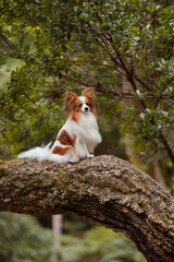 beautiful dog papillon puppy with big ears poses and looks into the camera and away in nature on the background of greenery in the park garden, among the trees old ruins sights and castles beautiful s